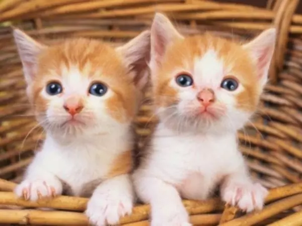 বিদেশি বিড়ালের পিক