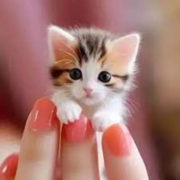 বিড়ালের পিক ডাউনলোড