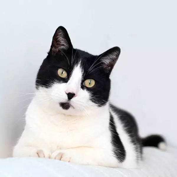 বিড়ালের পিক ডাউনলোড