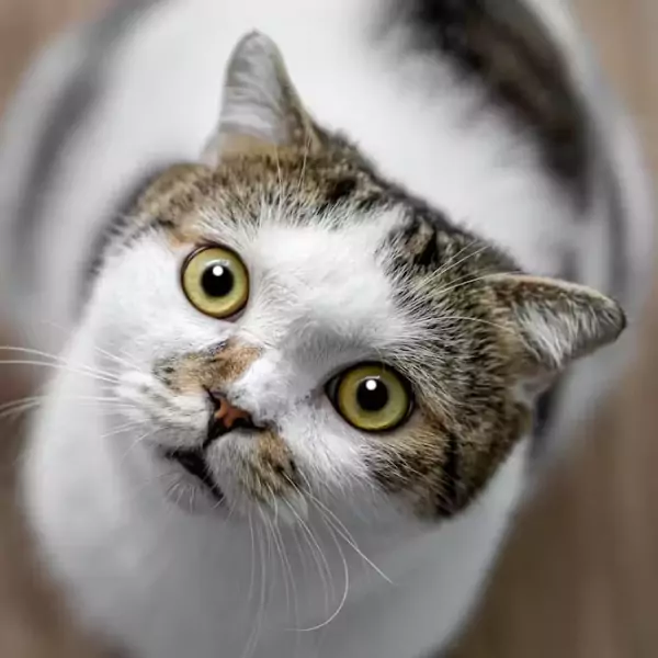 বিড়ালের পিক ডাউনলোড