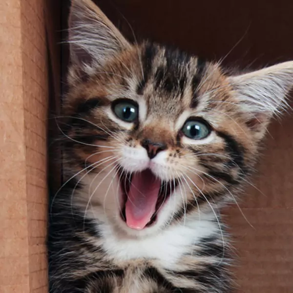 বিড়ালের পিক ডাউনলোড