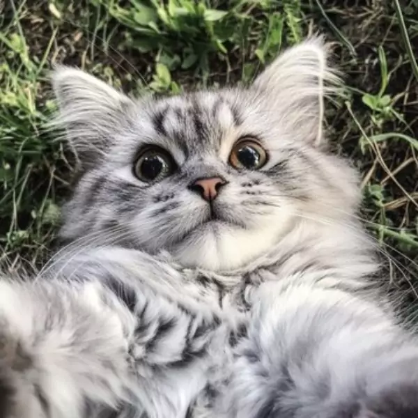 বিড়ালের পিক ডাউনলোড