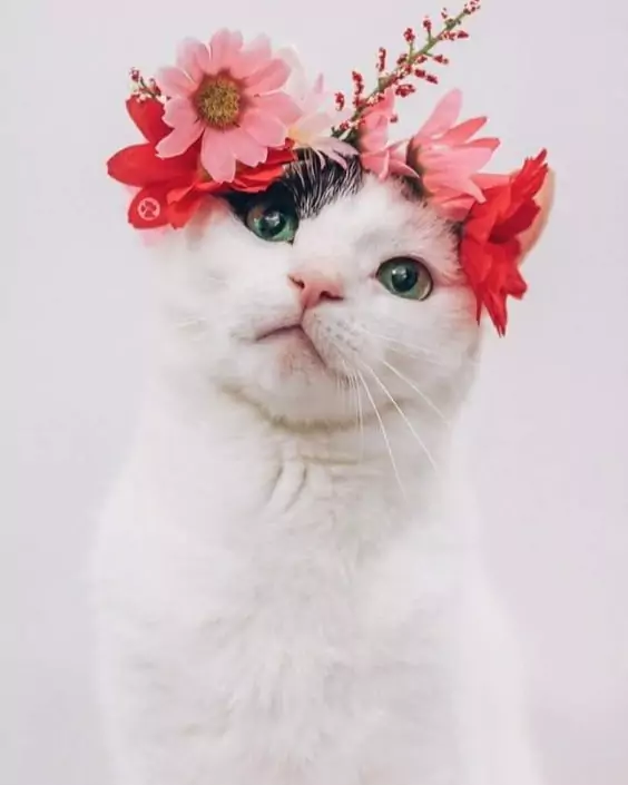 বিড়ালের পিক ডাউনলোড