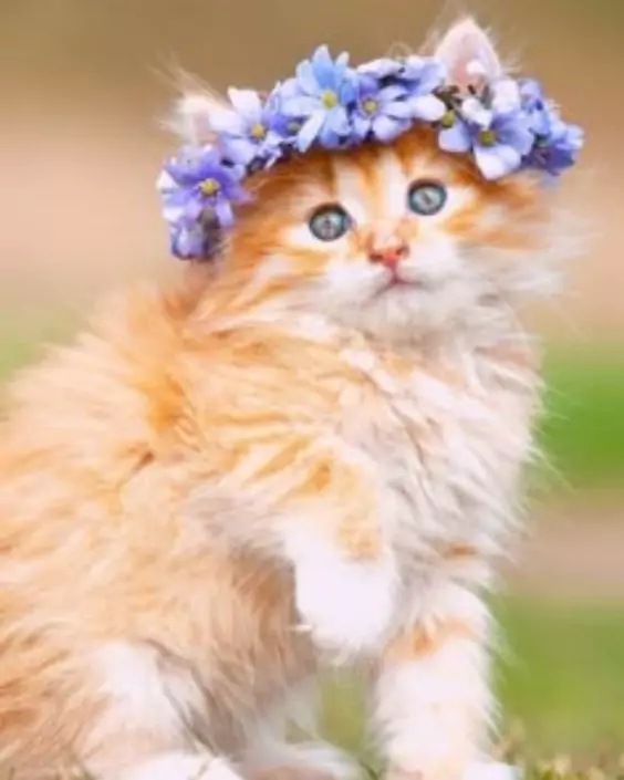 বিড়ালের পিক ডাউনলোড