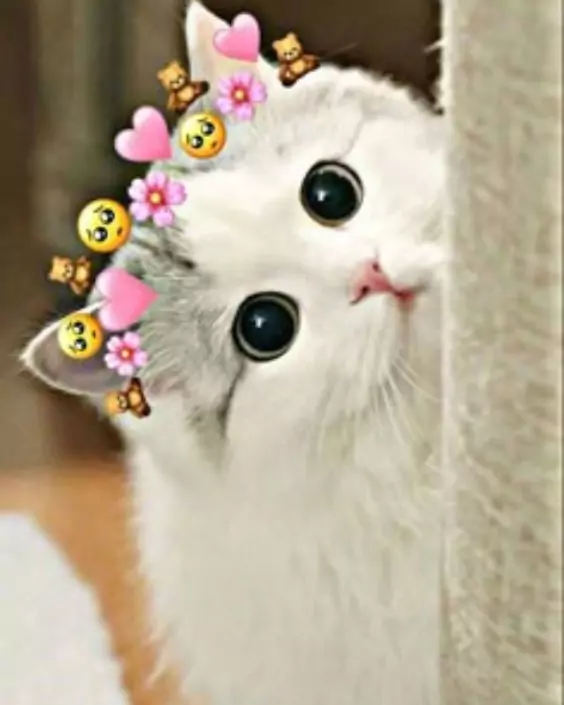 বিড়ালের পিক ডাউনলোড