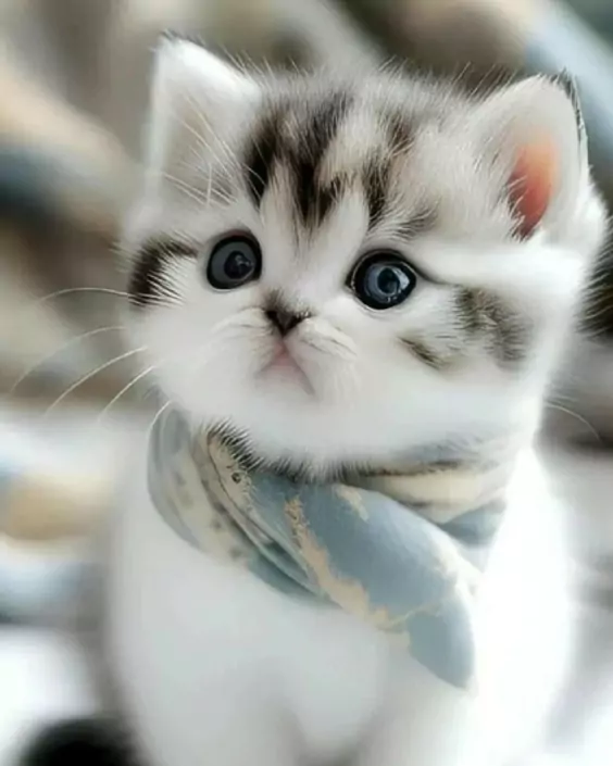 বিদেশি বিড়ালের পিক