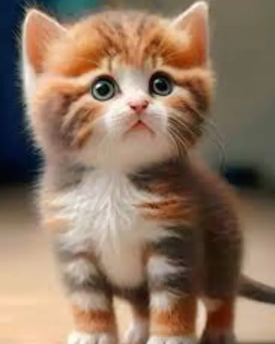 বিড়ালের পিক ডাউনলোড