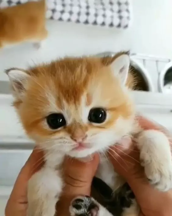 বিড়ালের পিক ডাউনলোড