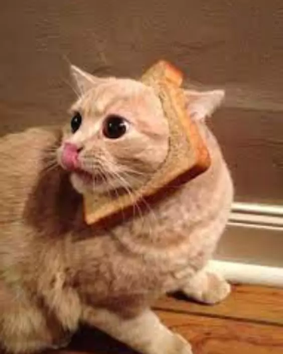 বিড়ালের পিক ডাউনলোড