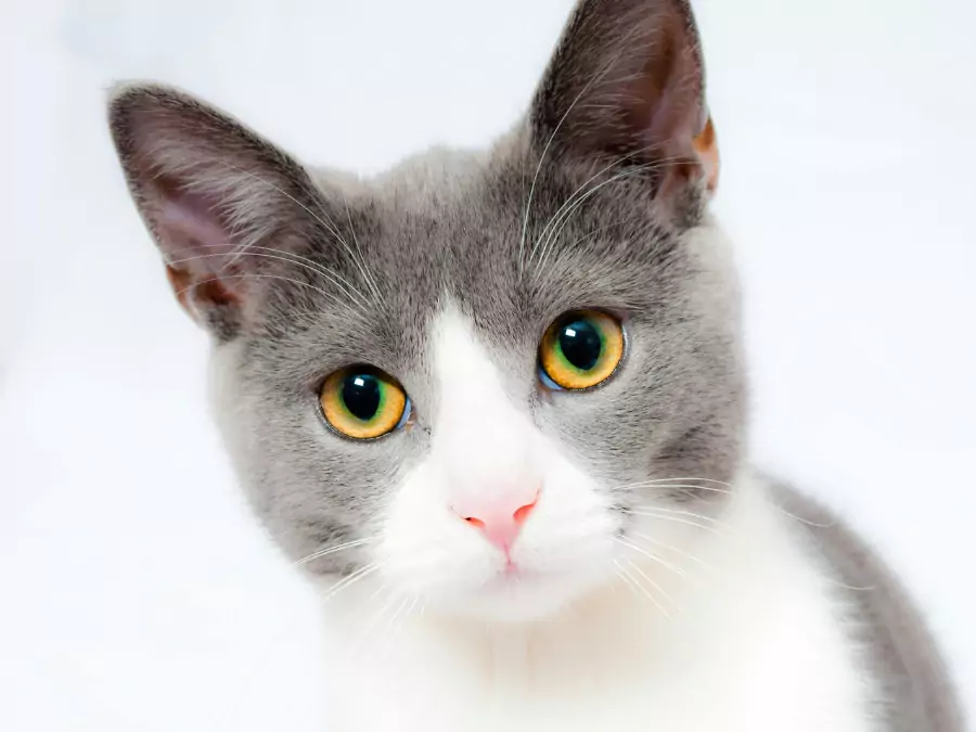 বিড়ালের পিক ডাউনলোড