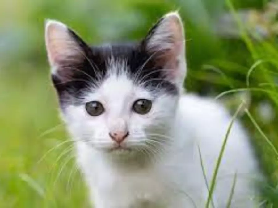 বিড়ালের পিক ডাউনলোড