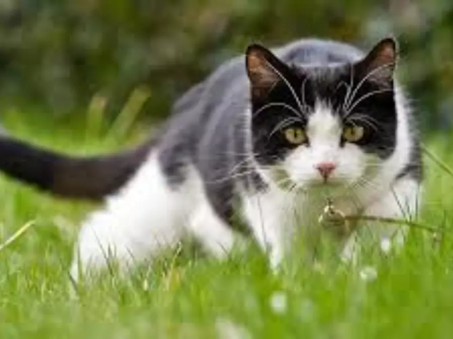 বিড়ালের পিক ডাউনলোড