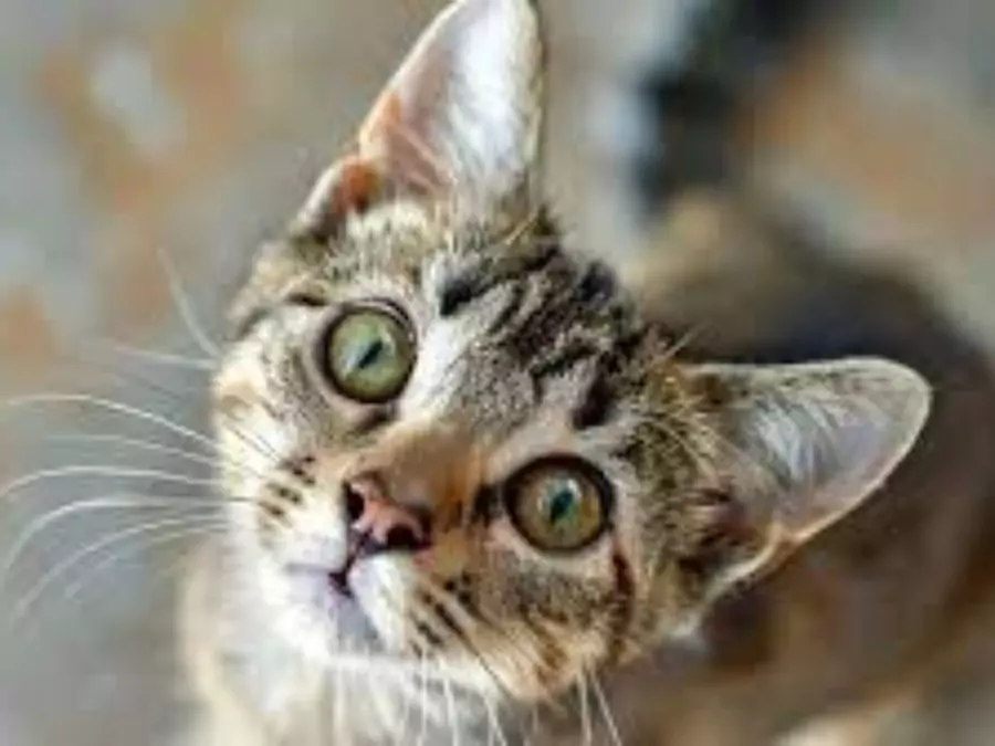 বিড়ালের পিক ডাউনলোড