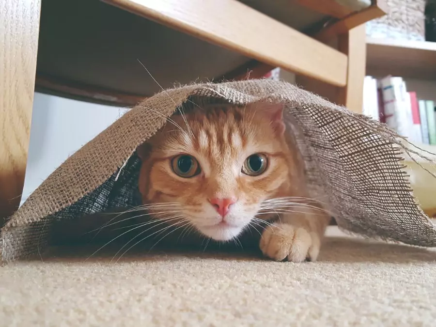 বিড়ালের পিক ডাউনলোড