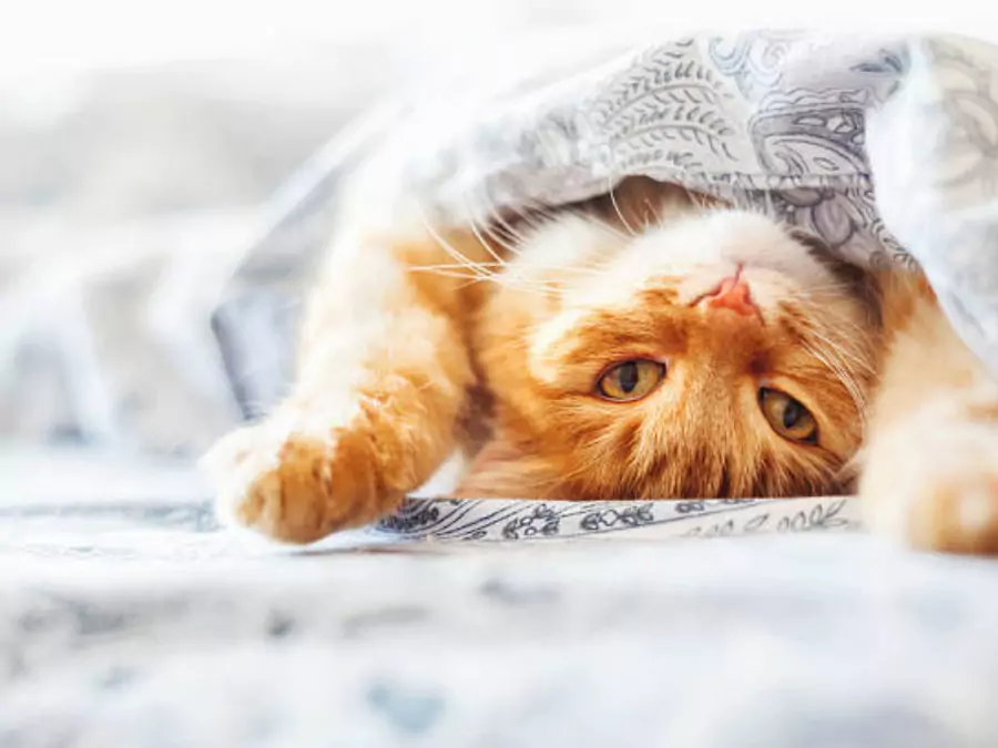 বিড়ালের পিক ডাউনলোড