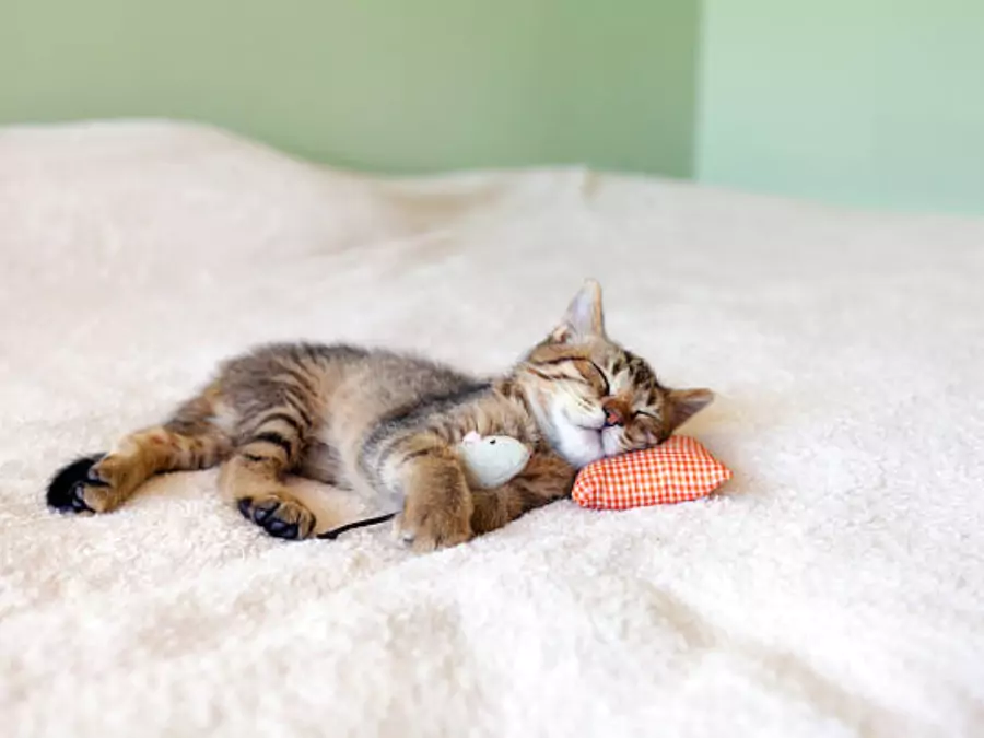 বিড়ালের পিক ডাউনলোড