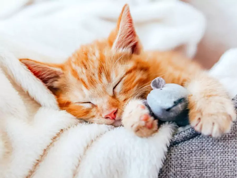 বিড়ালের পিক ডাউনলোড