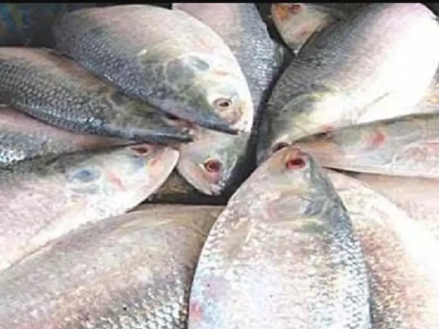 ইলিশ মাছ
