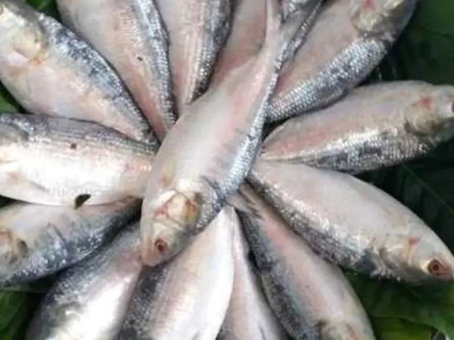 ইলিশ মাছের ছবি