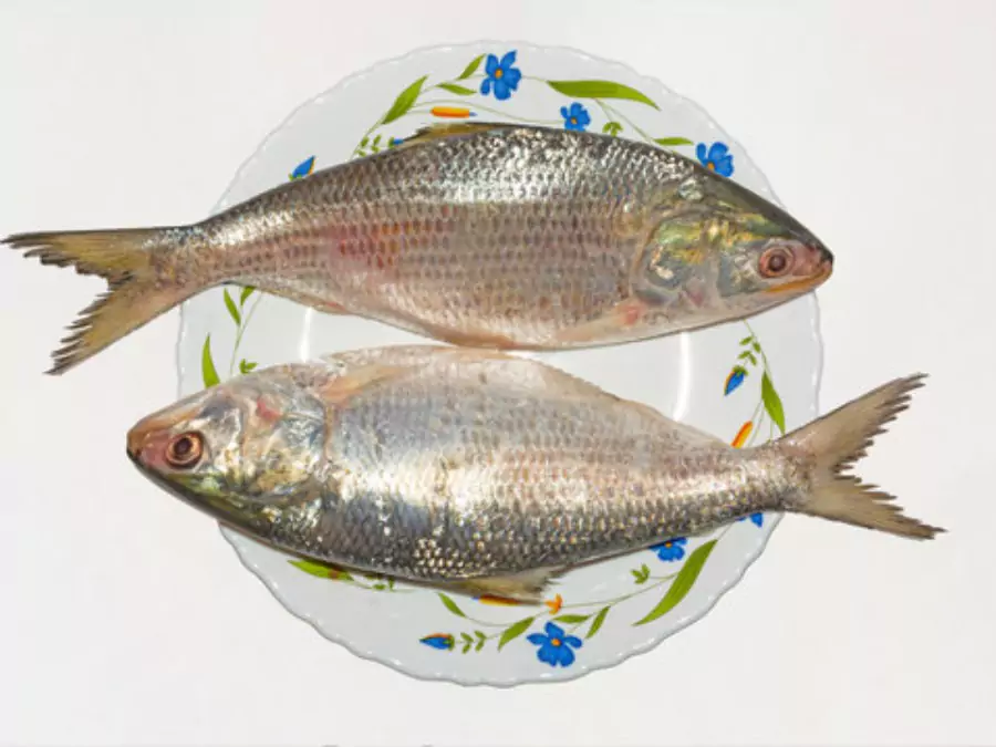 ইলিশ মাছের ছবি