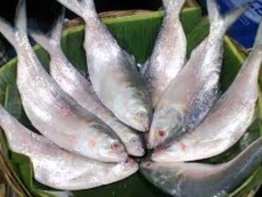 ইলিশ মাছের ছবি