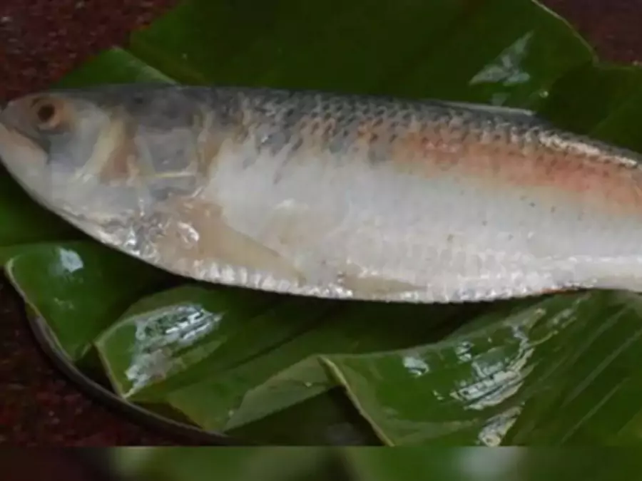 ইলিশ মাছের ছবি