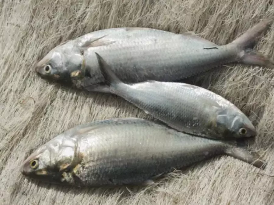 ইলিশ মাছ