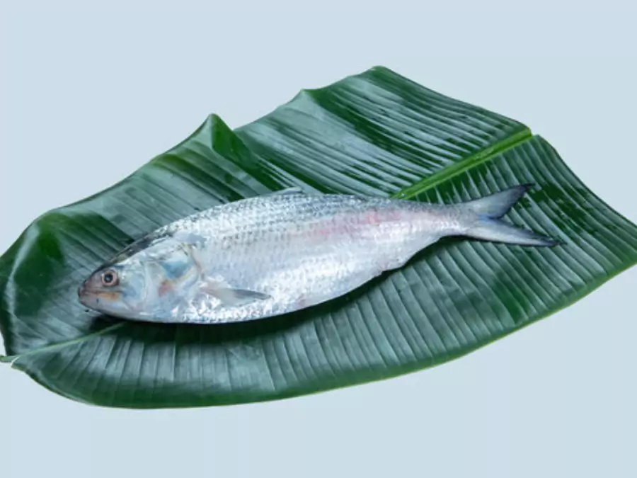 ilish