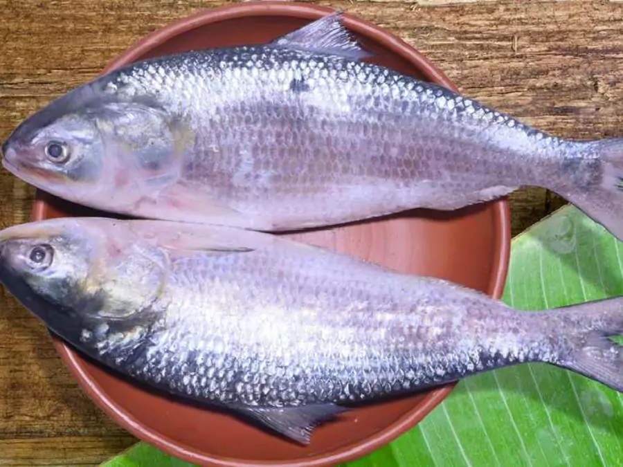 ইলিশ মাছের ছবি