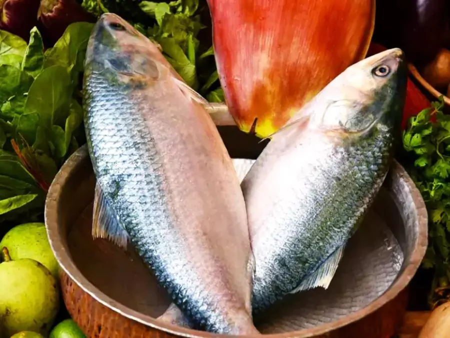 ইলিশ মাছ