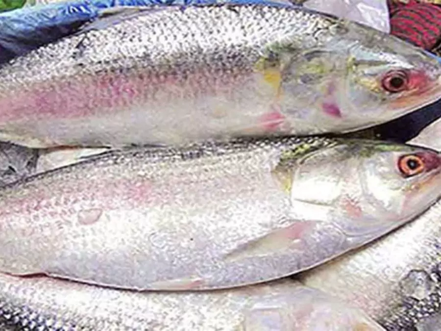 ইলিশ মাছ