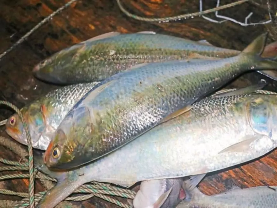 ilish