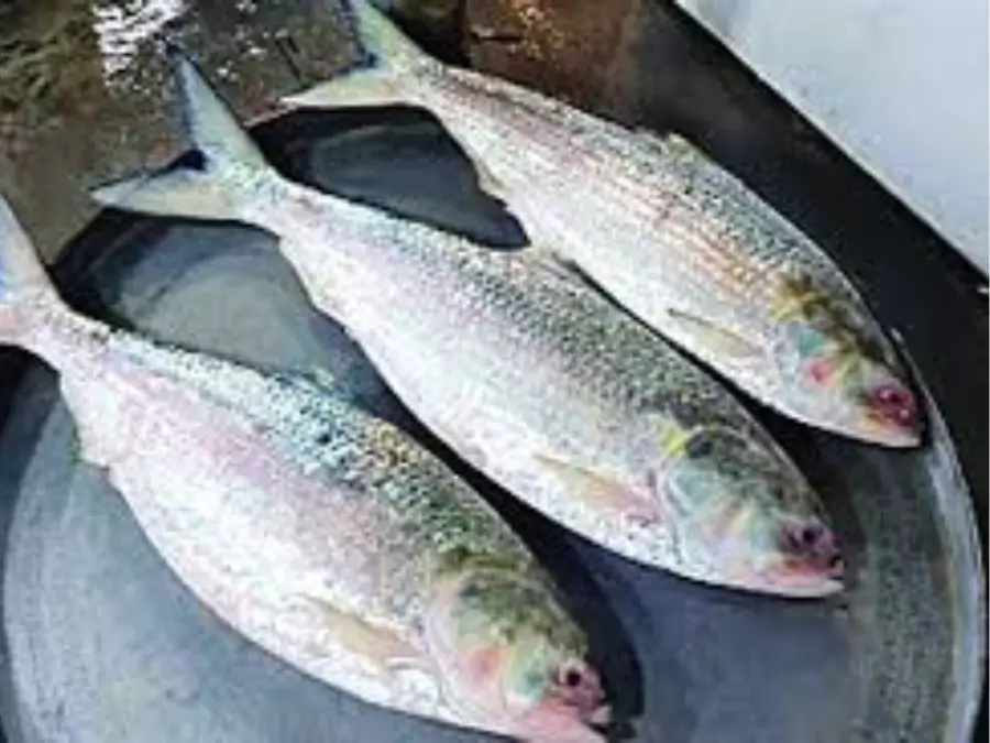 ilish