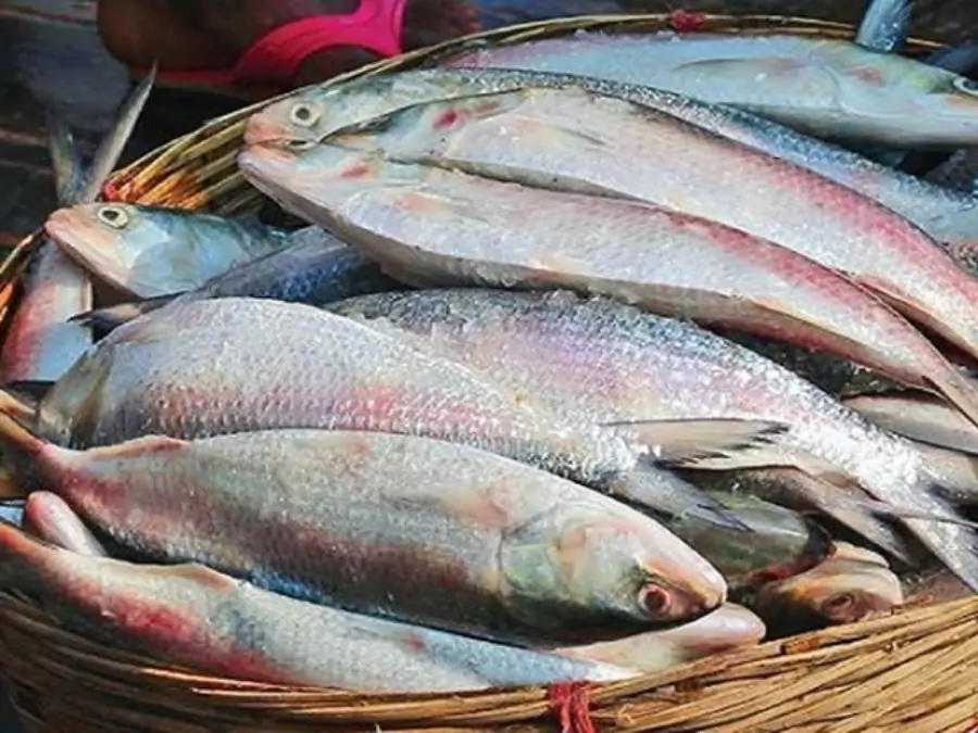 ilish