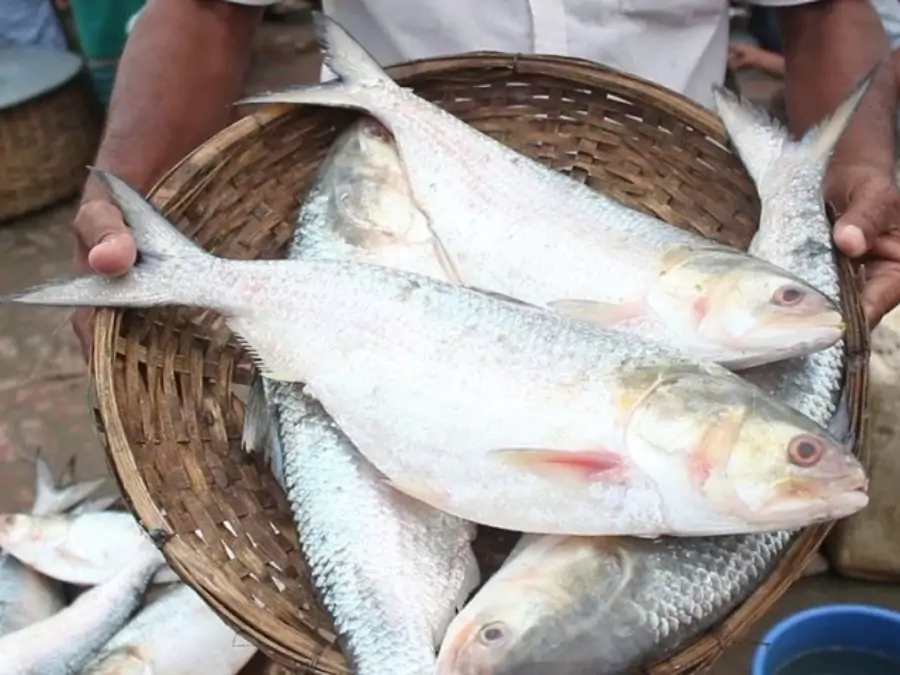 ilish