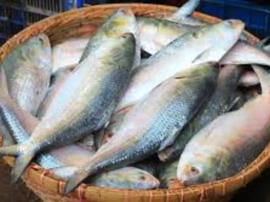 ilish