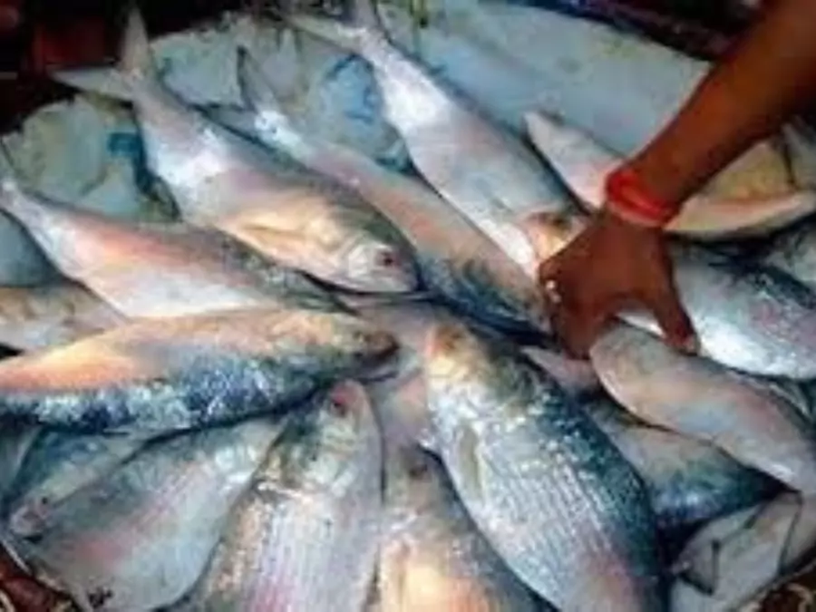 ইলিশ মাছ