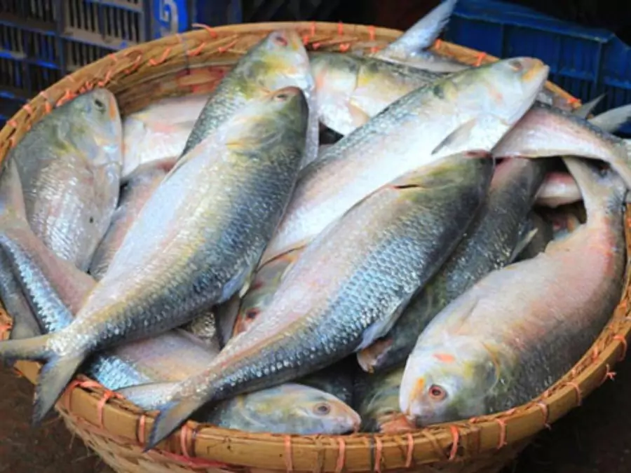 ইলিশ মাছ