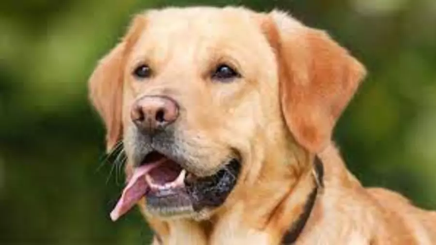 কুকুরের ছবি