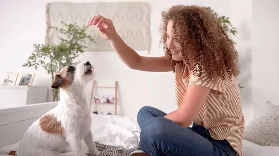 কুকুরের ছবি