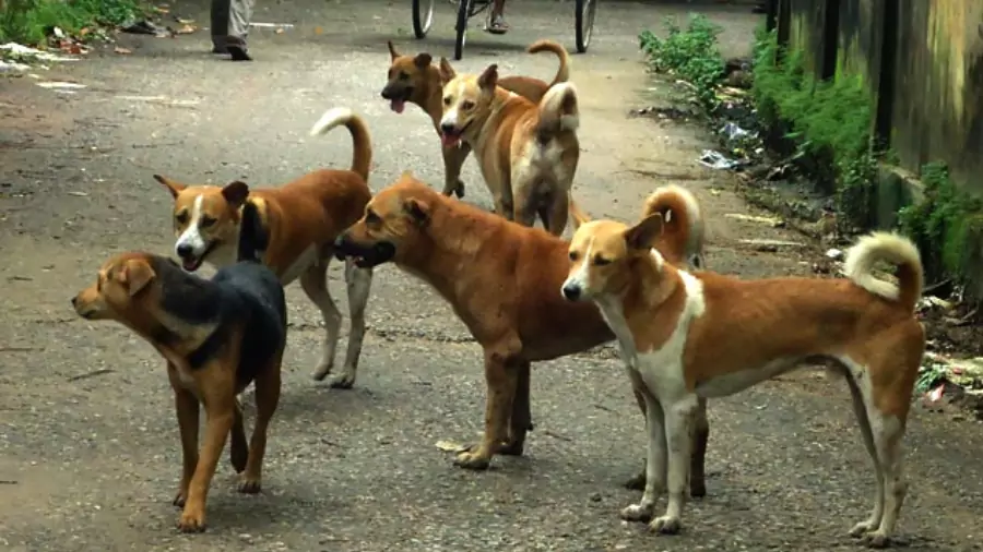 কুকুরের ছবি