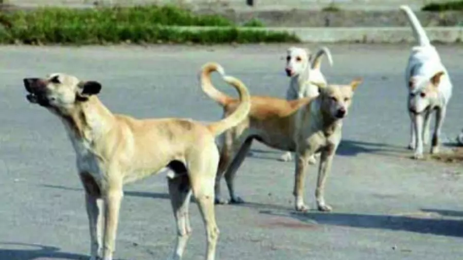 কুকুরের পিক