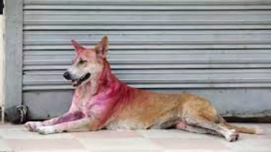 কুকুরের ছবি