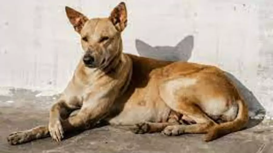 কুকুরের ছবি