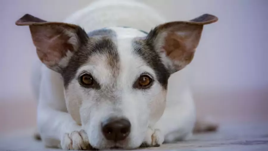 কুকুর পিক