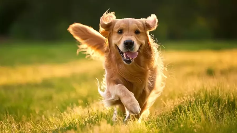 বিদেশি কুকুর ছবি