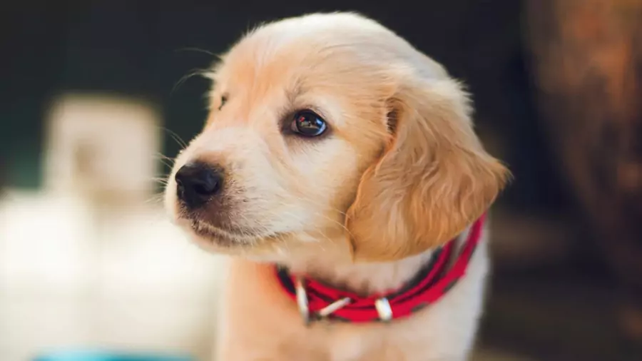 বিদেশি কুকুর ছবি