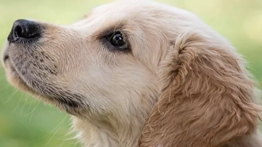 বিদেশি কুকুর ছবি