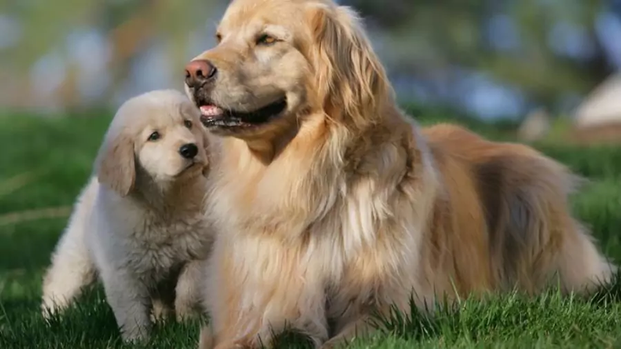 বিদেশি কুকুর ছবি