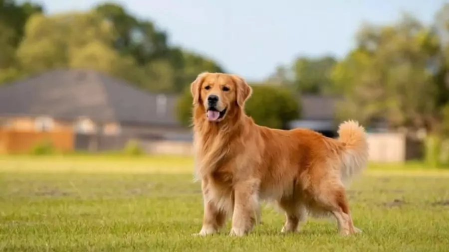 বিদেশি কুকুর ছবি